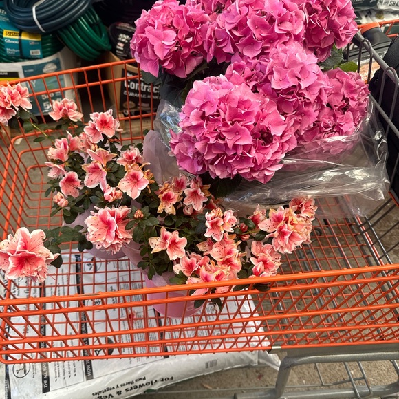 Meet your Posher, Roxanne - Picture 4 of 6